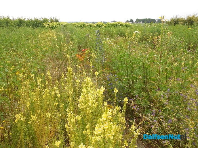 Veldbloemen-park op de Vennenberg