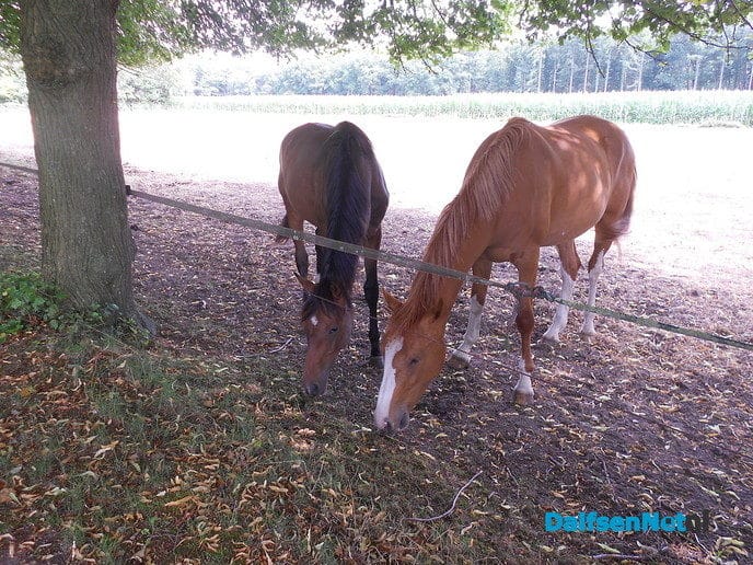 Prachtige paarden