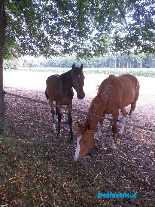 Prachtige paarden