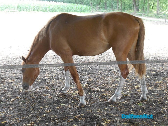Prachtige paarden
