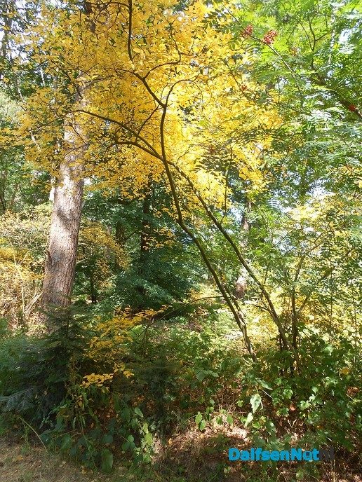 Slaat de herfst nu al in juli toe?