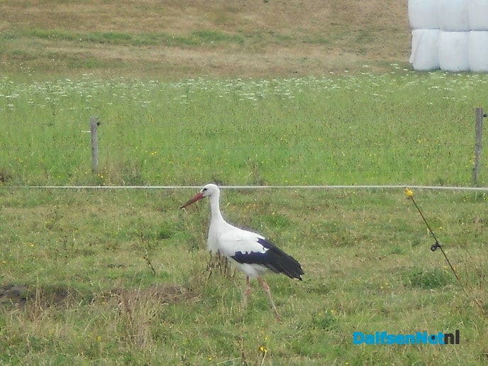 Even de dijk over