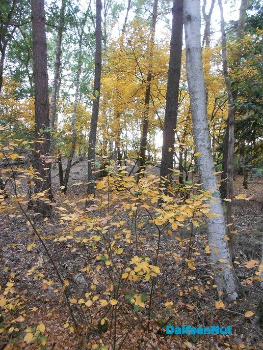 Slaat de herfst nu al in juli toe?