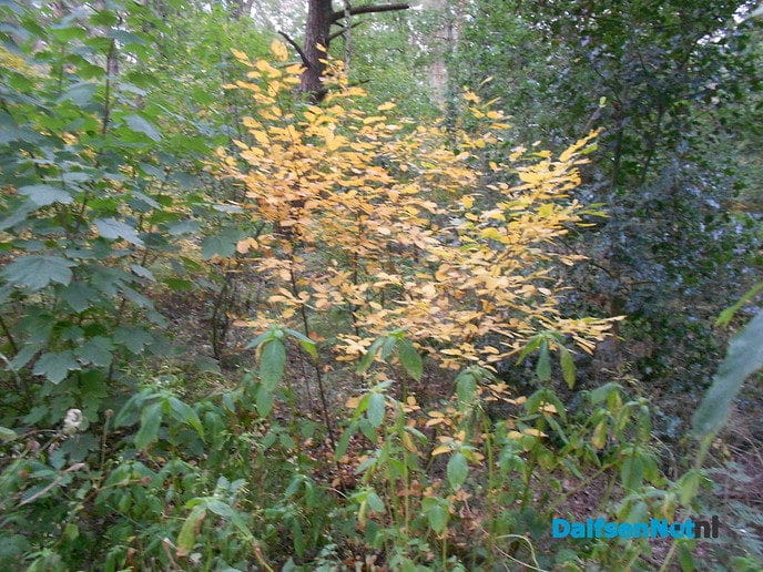 Slaat de herfst nu al in juli toe?