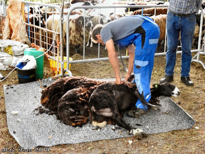 Vilsteren Bruist 2019
