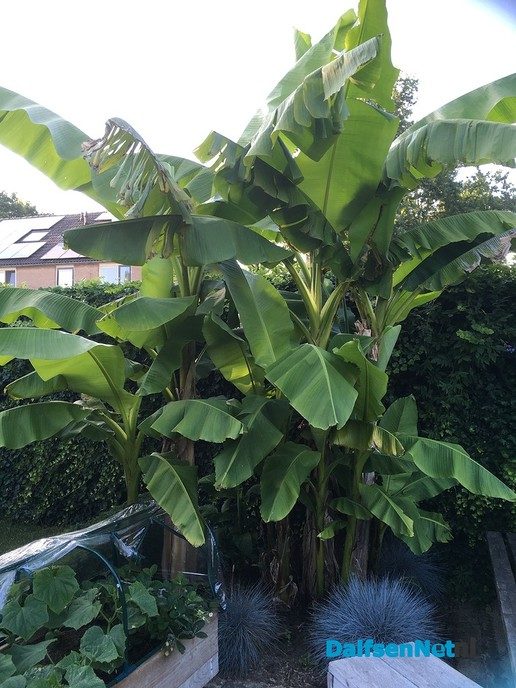 Bananenplanten - Foto: Ingezonden foto