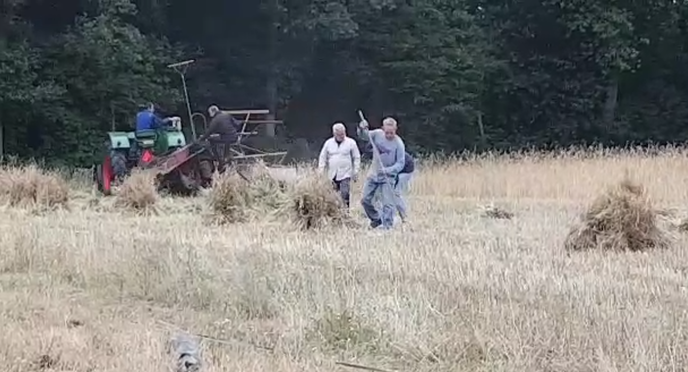Graan maaien om te dorsen - Foto: Eigen geleverde foto
