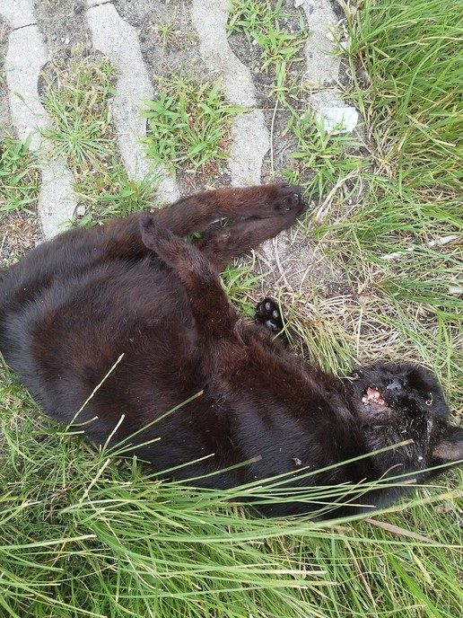 Dode Kat N35 nabij afslag Hoonhorst - Foto: Eigen geleverde foto