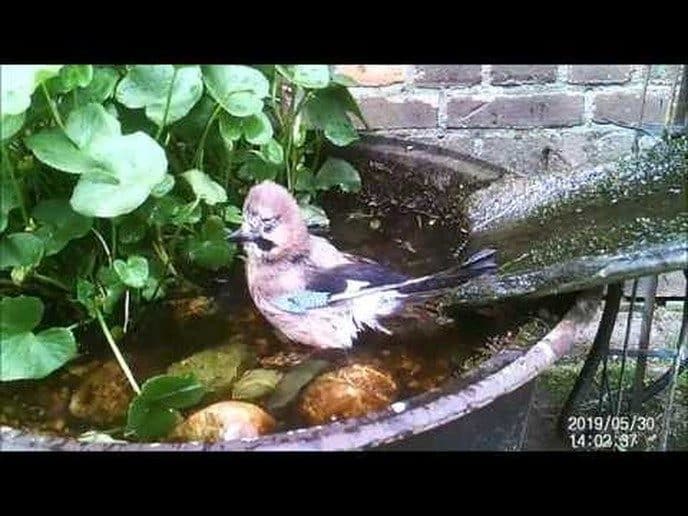 Het vogelbadje van H.G.