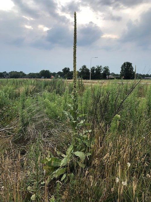 Plant of onkruid? - Foto: Eigen geleverde foto