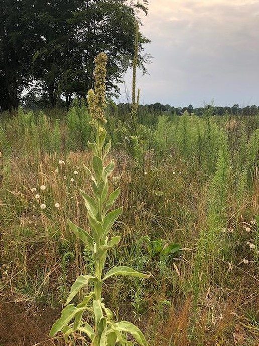 Plant of onkruid? - Foto: Eigen geleverde foto