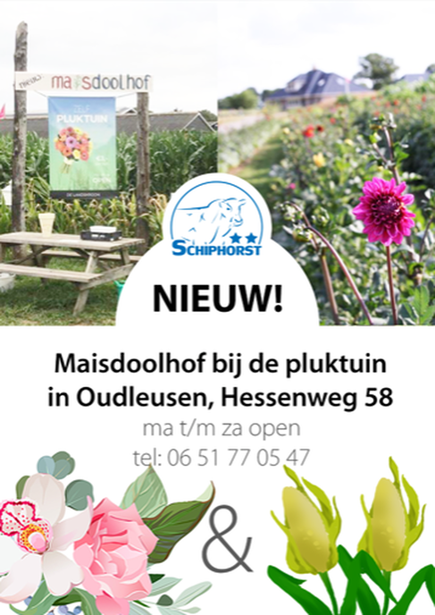En nu het maisdoolhof in in Dalfsen - Foto: Ank Pot