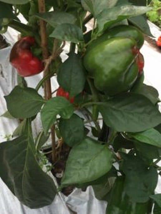 De schakel tussen tuin en tafel zit praktisch om de hoek