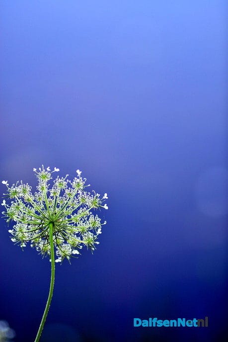 Foto’s zonder tekst - Foto: Ben Jonkman
