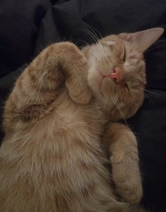 Rode 1 jarige please kat vermist - Foto: Eigen geleverde foto