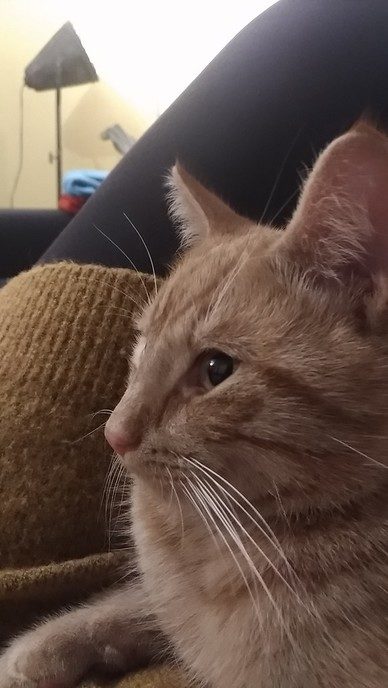 Rode 1 jarige please kat vermist - Foto: Eigen geleverde foto