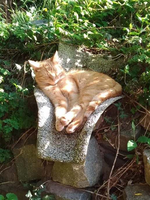 Rode 1 jarige please kat vermist - Foto: Eigen geleverde foto