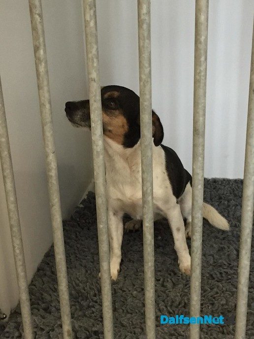 Hond gevonden in Oudleusen - Foto: Ingezonden foto