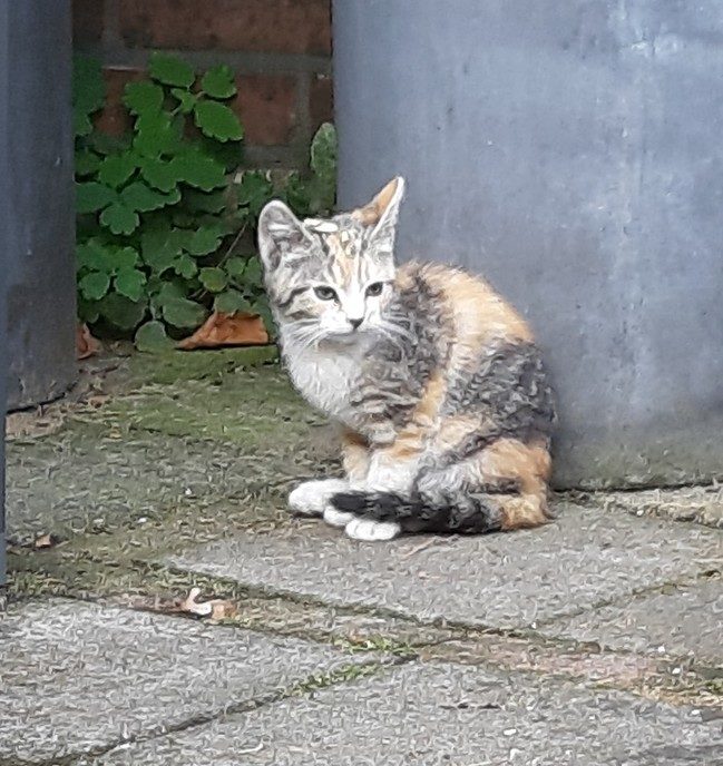 Kitten aan komen lopen - Foto: Eigen geleverde foto