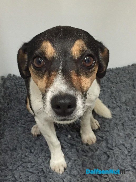 Hond gevonden in Oudleusen - Foto: Ingezonden foto