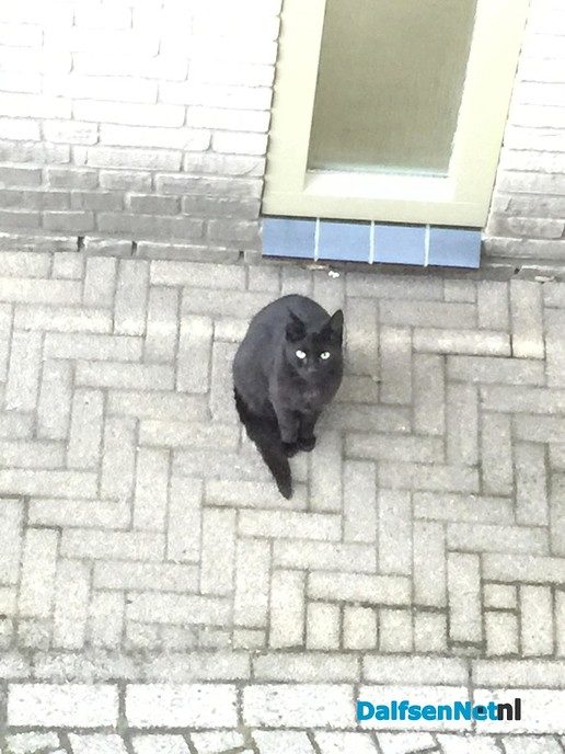 Zwarte kat kwijt en weer terug - Foto: Ingezonden foto