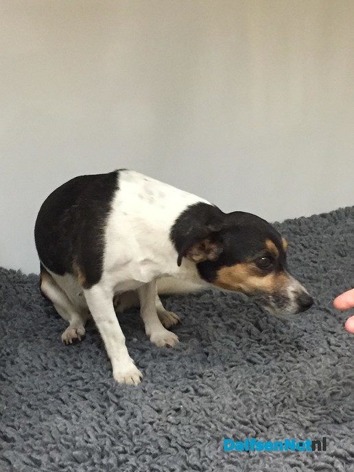 Hond gevonden in Oudleusen - Foto: Ingezonden foto
