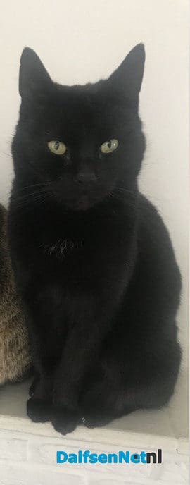 Zwarte kat kwijt en weer terug - Foto: Ingezonden foto