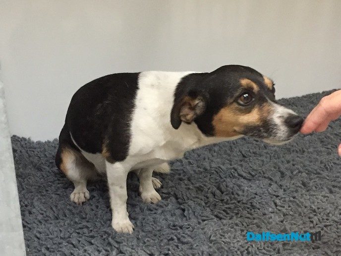 Hond gevonden in Oudleusen - Foto: Ingezonden foto