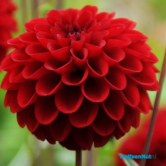 Dahlia’s terug in Lemelerveld - Foto: Ingezonden foto
