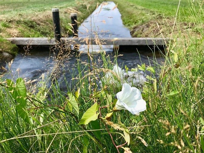 Update droogte: de regen helpt nauwelijks - Foto: Eigen geleverde foto