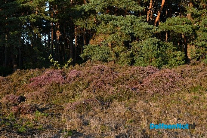 De heide bloeit op het Rechterense Veld in Dalfsen - Foto: Johan Bokma