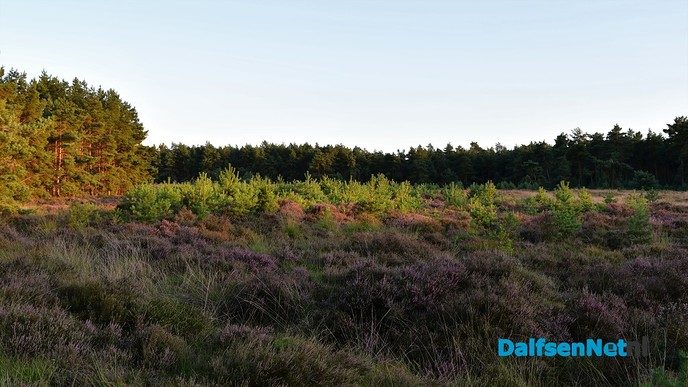De heide bloeit op het Rechterense Veld in Dalfsen - Foto: Johan Bokma