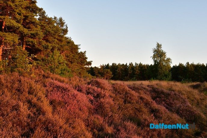 De heide bloeit op het Rechterense Veld in Dalfsen - Foto: Johan Bokma