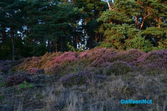 De heide bloeit op het Rechterense Veld in Dalfsen - Foto: Johan Bokma