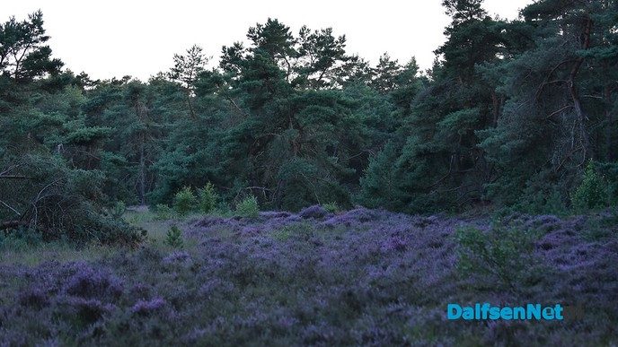 De heide bloeit op het Rechterense Veld in Dalfsen - Foto: Johan Bokma