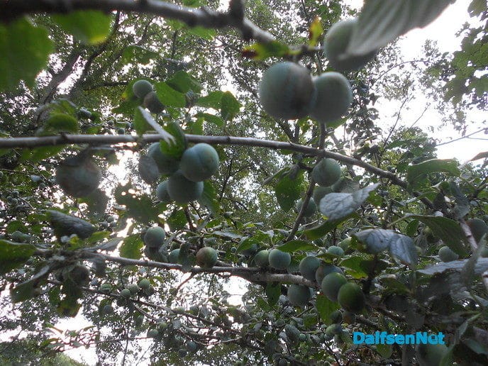 Heel veel fruit dit jaar