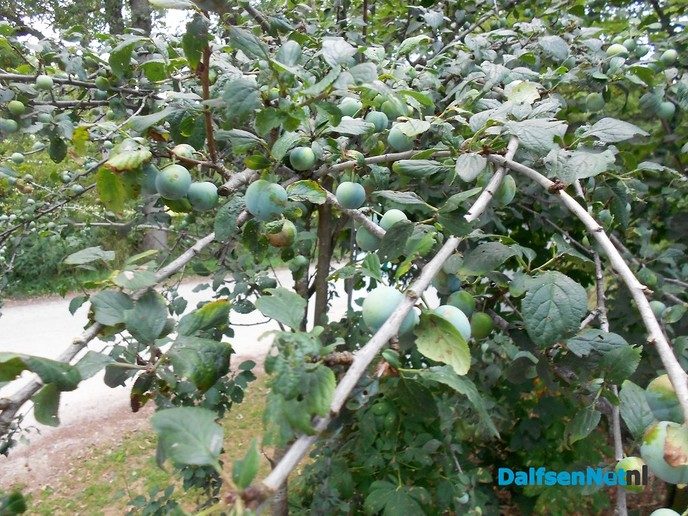 Heel veel fruit dit jaar