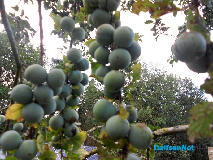 Heel veel fruit dit jaar