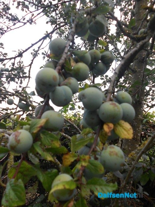Heel veel fruit dit jaar
