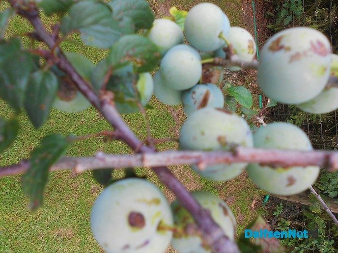 Heel veel fruit dit jaar