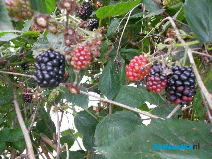 Heel veel fruit dit jaar