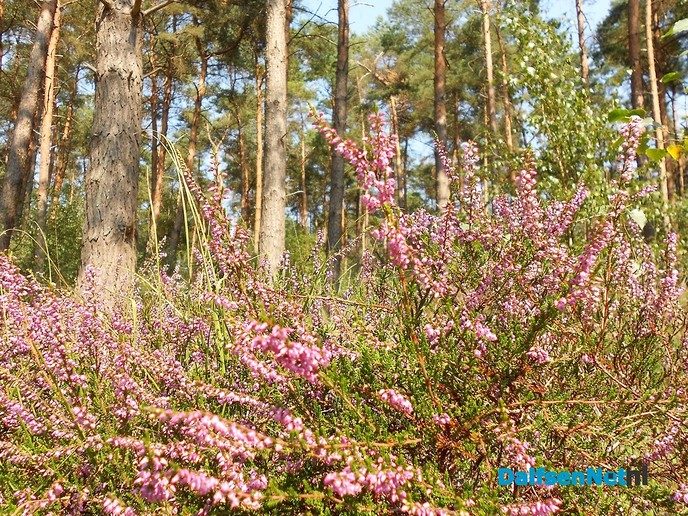 De heide prachtig op kleur, maar niet alle