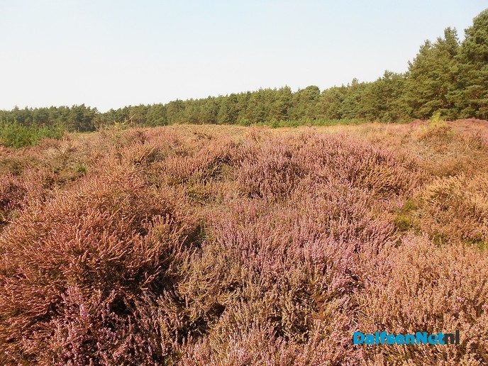 De heide prachtig op kleur, maar niet alle