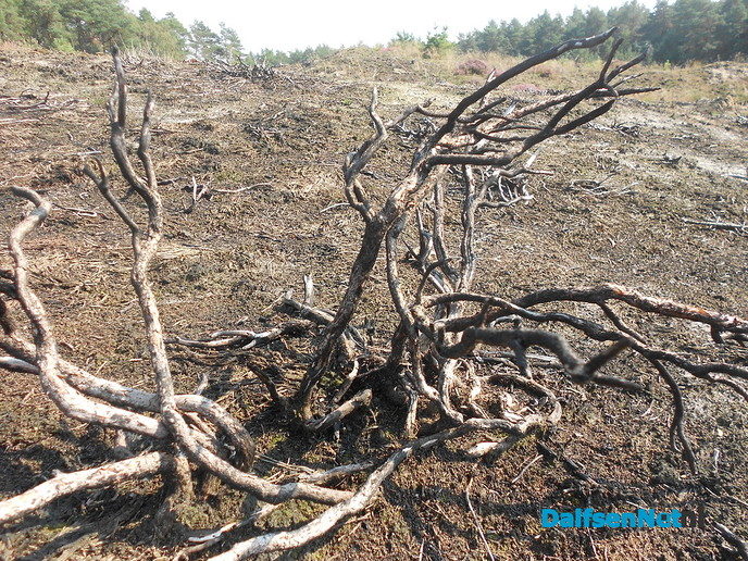 De heide prachtig op kleur, maar niet alle