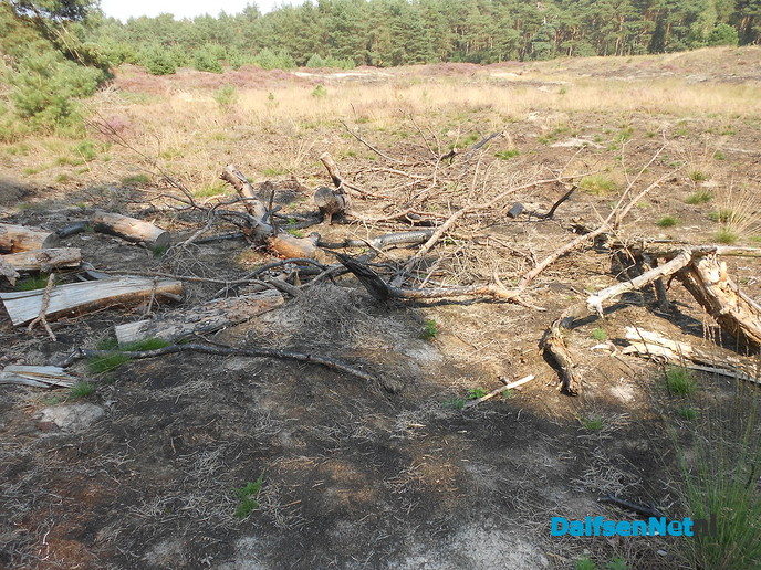 De heide prachtig op kleur, maar niet alle