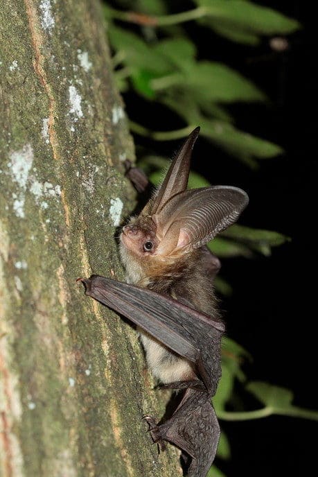de Nacht van de Vleermuis - Foto: Eigen geleverde foto