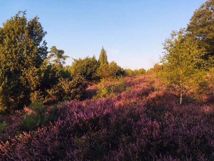 Ingezonden omgevingsfoto’s - Foto: Eigen geleverde foto