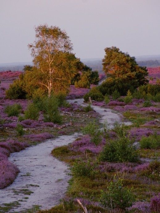 Ingezonden omgevingsfoto’s - Foto: Eigen geleverde foto