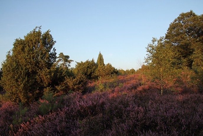 Ingezonden omgevingsfoto’s - Foto: Eigen geleverde foto
