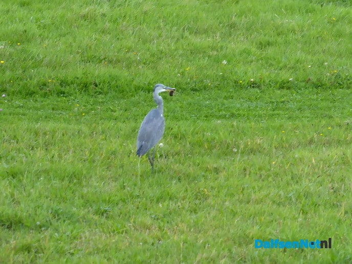 Reiger op jacht - Foto: Ingezonden foto
